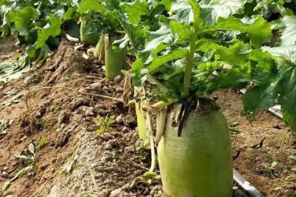 如何对萝卜使用硼肥,可拌土撒入种沟内