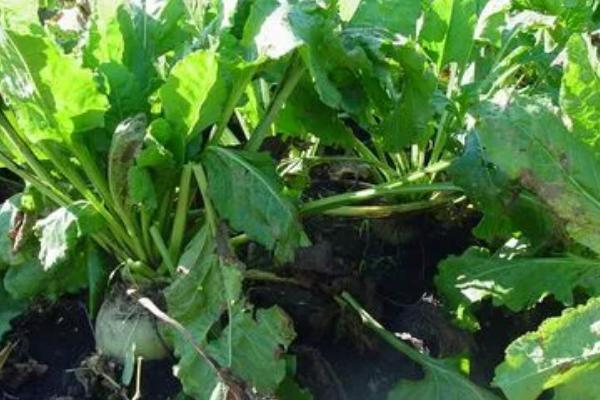 如何对萝卜使用硼肥,可拌土撒入种沟内