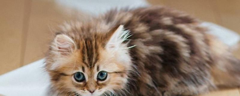 小猫排便为什么很臭