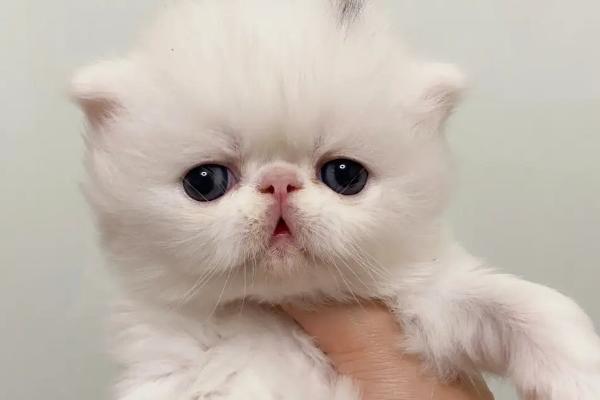 小猫排便为什么很臭，可能是进食过多导致部分食物尚未消化