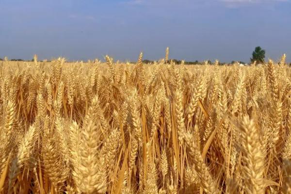 小麦何时传入中国，在距今4000年前传入我国