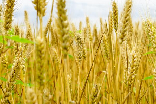 小麦何时传入中国，在距今4000年前传入我国