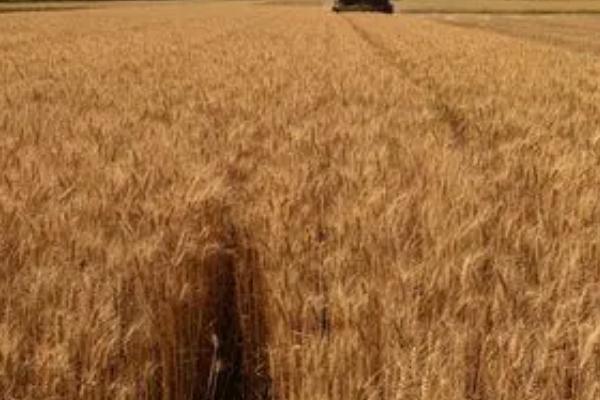 小麦何时传入中国，在距今4000年前传入我国