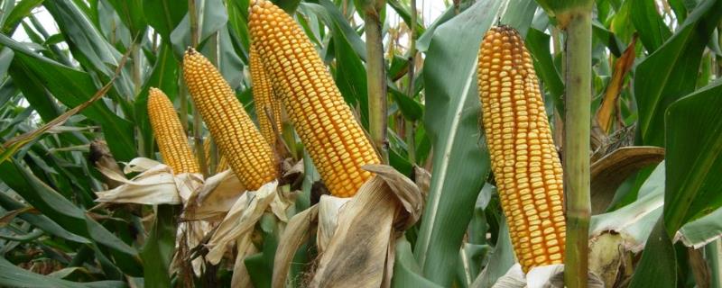 玉米棉铃虫为害症状和防治方法