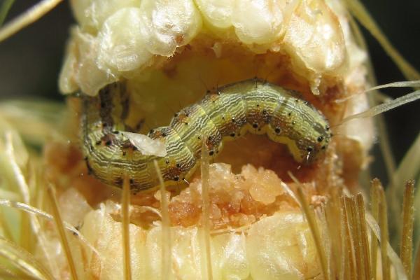 玉米棉铃虫为害症状和防治方法，受害部位会出现大量颗粒状虫粪