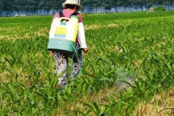 玉米棉铃虫为害症状和防治方法，受害部位会出现大量颗粒状虫粪