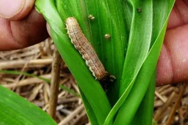 玉米棉铃虫为害症状和防治方法，受害部位会出现大量颗粒状虫粪