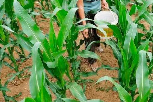 玉米施肥原则和方法,需增施有机肥、将有机肥与无机肥结合使用