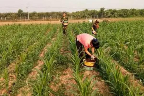 玉米施肥原则和方法,需增施有机肥、将有机肥与无机肥结合使用