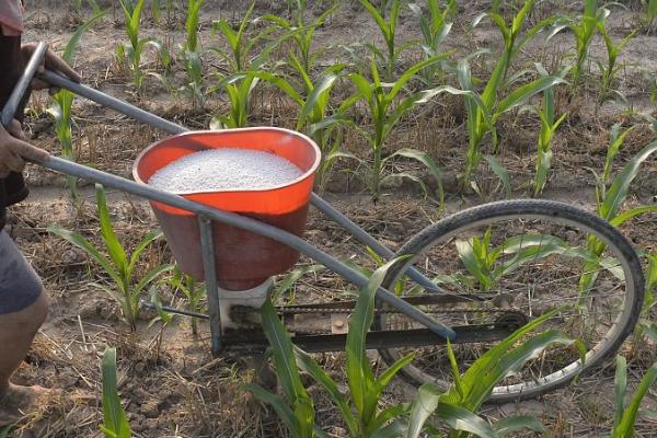 玉米施肥原则和方法,需增施有机肥、将有机肥与无机肥结合使用