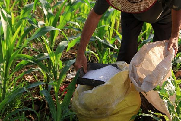 玉米施肥原则和方法,需增施有机肥、将有机肥与无机肥结合使用