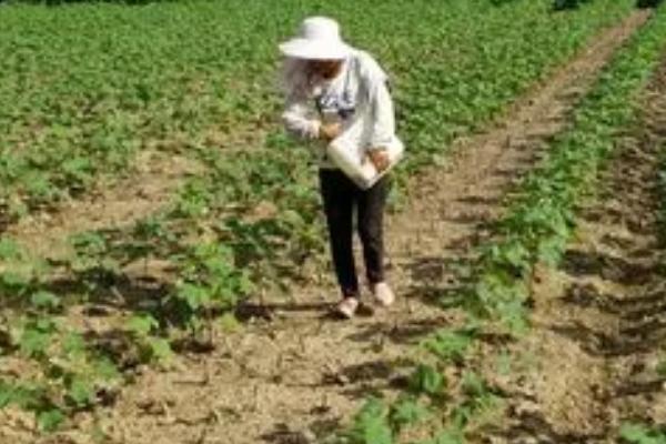 棉花的需肥规律,出苗至现蕾期对肥料的需求小、开花至吐絮期对肥料的需求大