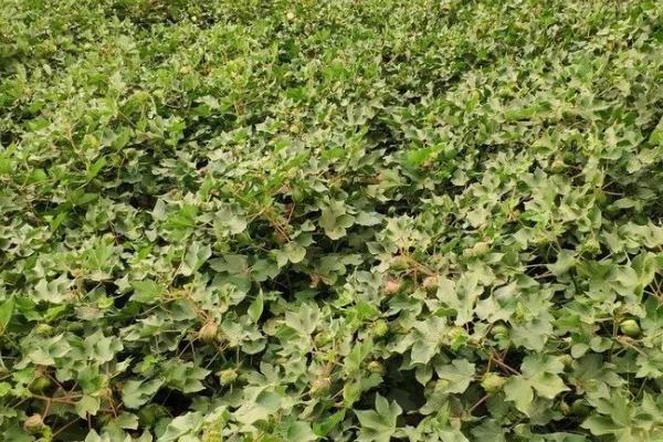 棉花的需肥规律,出苗至现蕾期对肥料的需求小、开花至吐絮期对肥料的需求大