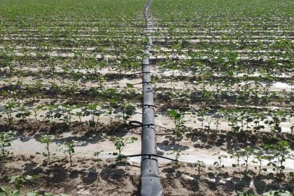 棉花的需肥规律,出苗至现蕾期对肥料的需求小、开花至吐絮期对肥料的需求大