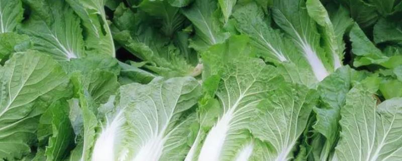白菜病虫害防治方法