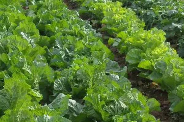 白菜病虫害防治方法,不同病害的防治方法不同