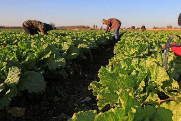 白菜病虫害防治方法,不同病害的防治方法不同