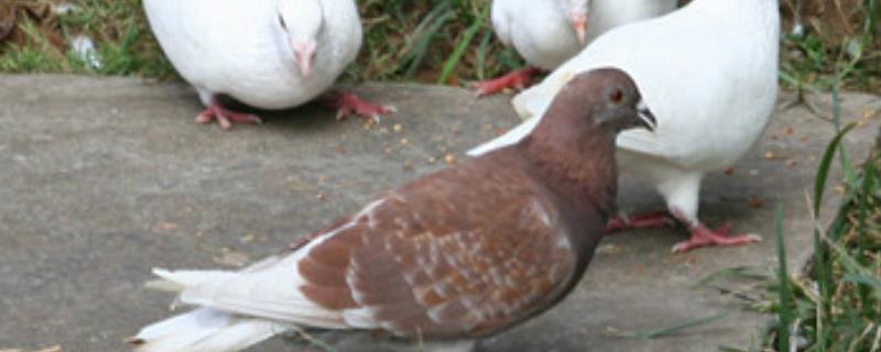 幼鸽过多久才能自行进食