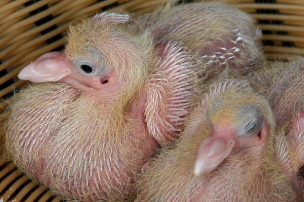 幼鸽过多久才能自行进食，一般需要28天左右