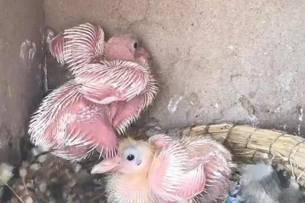 幼鸽过多久才能自行进食，一般需要28天左右