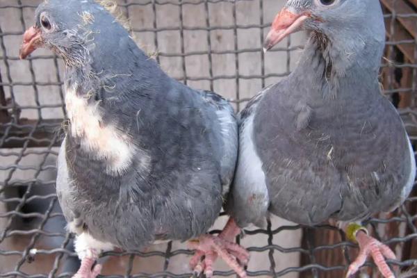 幼鸽过多久才能自行进食，一般需要28天左右