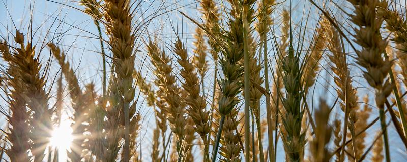 鸿源311水稻品种简介