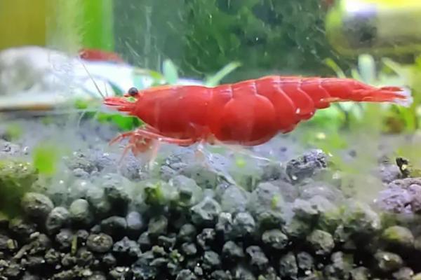如何给观赏虾喂食，一天可饲喂2次或隔几天喂1次