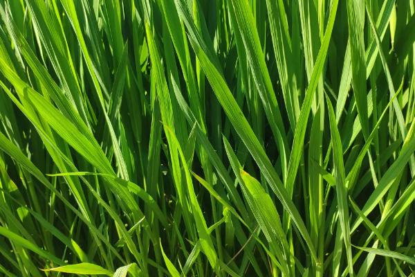 莲新5号水稻种子介绍,普通粳稻品种