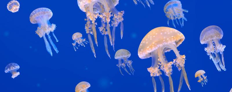 水母如何活动