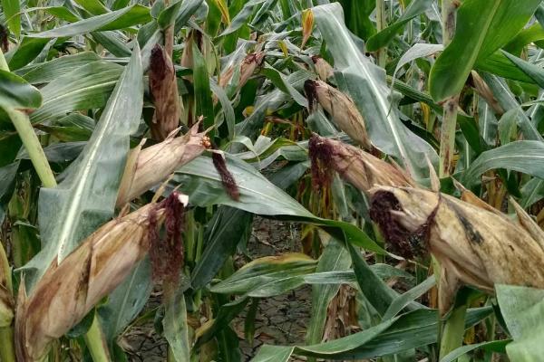 梨玉219玉米种子介绍,中抗茎腐病