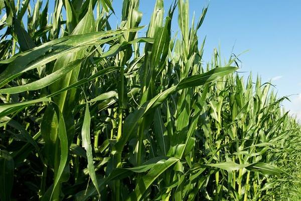 梨玉219玉米种子介绍,中抗茎腐病