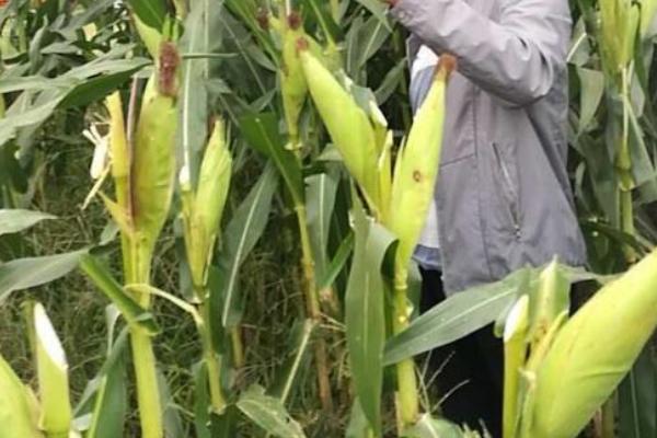 梨玉219玉米种子介绍,中抗茎腐病
