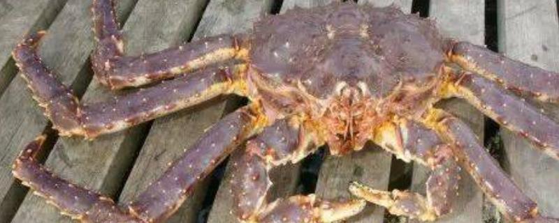 如何挑选肥美的帝王蟹