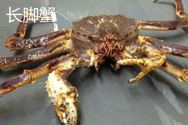 如何挑选肥美的帝王蟹，外壳呈黑绿色、且带有光泽的帝王蟹一般比较肥美