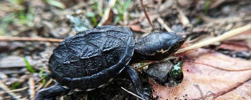 麝香龟可以和哪些乌龟混养