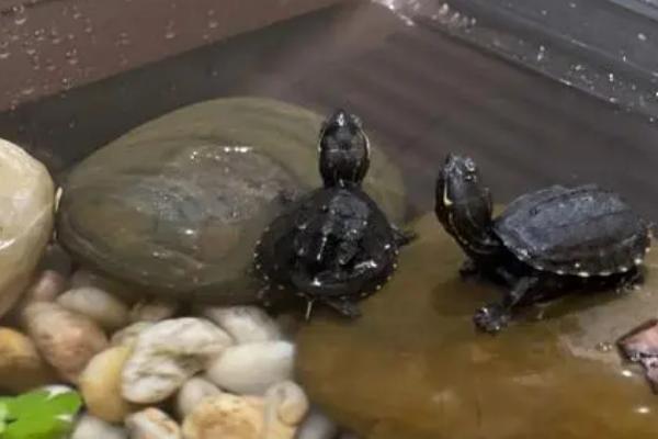 麝香龟可以和哪些乌龟混养,剃刀龟、圆澳龟、地图龟等品种是适宜选择