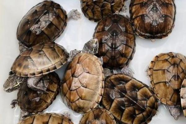 麝香龟可以和哪些乌龟混养,剃刀龟、圆澳龟、地图龟等品种是适宜选择