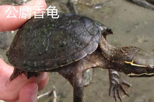 麝香龟可以和哪些乌龟混养,剃刀龟、圆澳龟、地图龟等品种是适宜选择