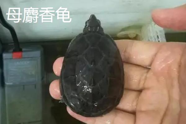 麝香龟可以和哪些乌龟混养,剃刀龟、圆澳龟、地图龟等品种是适宜选择