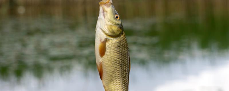 钓鱼走水用小漂还是大漂