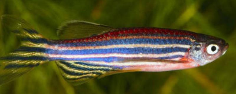 小斑马鱼一天喂几次