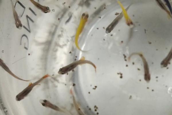 小斑马鱼一天喂几次,一天最好喂两次