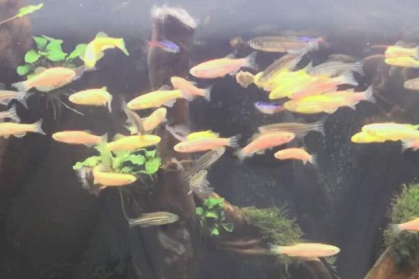 小斑马鱼一天喂几次,一天最好喂两次