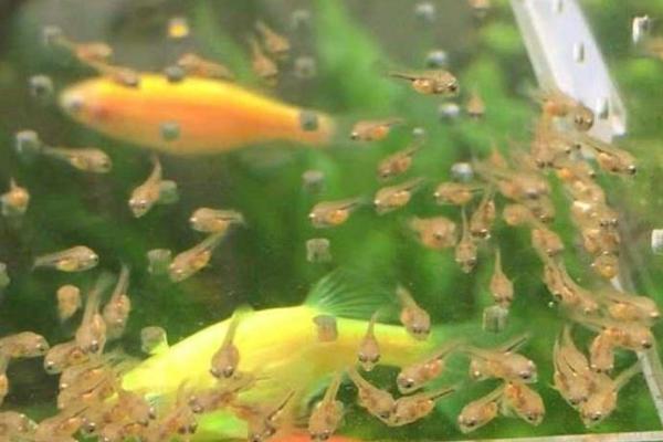 小斑马鱼一天喂几次,一天最好喂两次