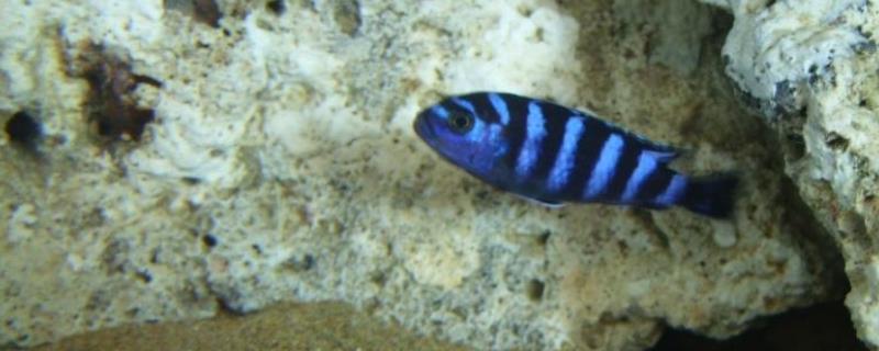 蓝宝新娘神仙鱼好不好养