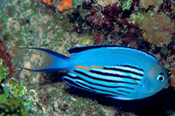 蓝宝新娘神仙鱼好不好养,饲养难度一般