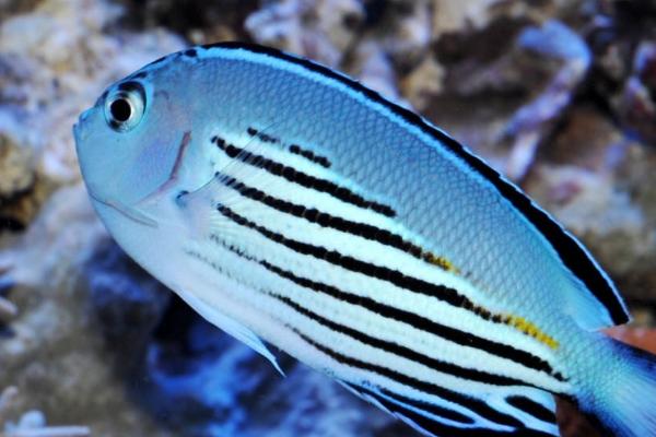 蓝宝新娘神仙鱼好不好养,饲养难度一般