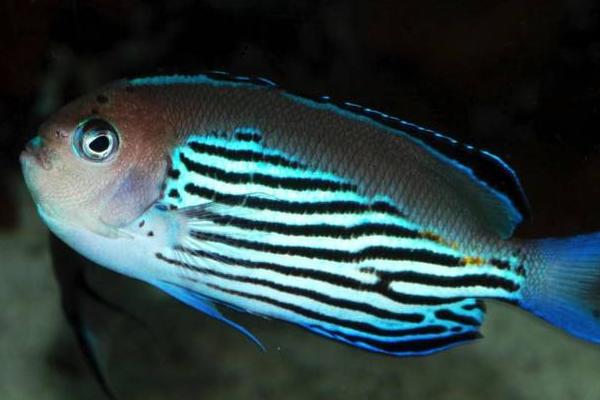 蓝宝新娘神仙鱼好不好养,饲养难度一般