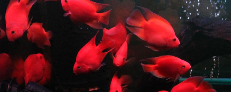 鹦鹉鱼相互攻击的原因