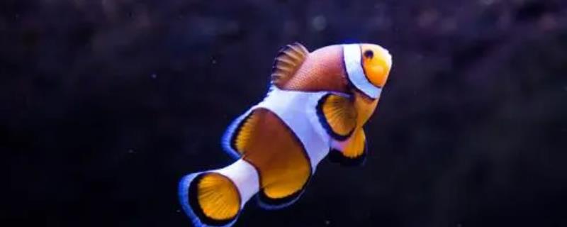 三带小丑鱼好养吗